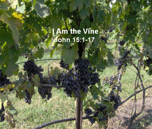 I am the True Vine